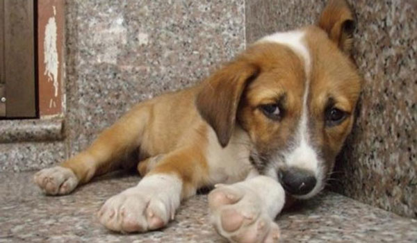 Νομοσχέδιο για τα ζώα συντροφιάς: Φυλάκιση έως 10 έτη και πρόστιμα έως 50 χιλιάδες για κακοποίηση