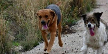 Φυλάκιση 10 Ετών Και Πρόστιμα 50.000 Ευρώ Σε Όσους Κακοποιούν Αδέσποτα Ζώα