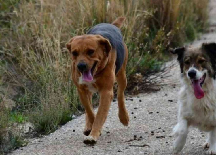 Φυλάκιση 10 Ετών Και Πρόστιμα 50.000 Ευρώ Σε Όσους Κακοποιούν Αδέσποτα Ζώα