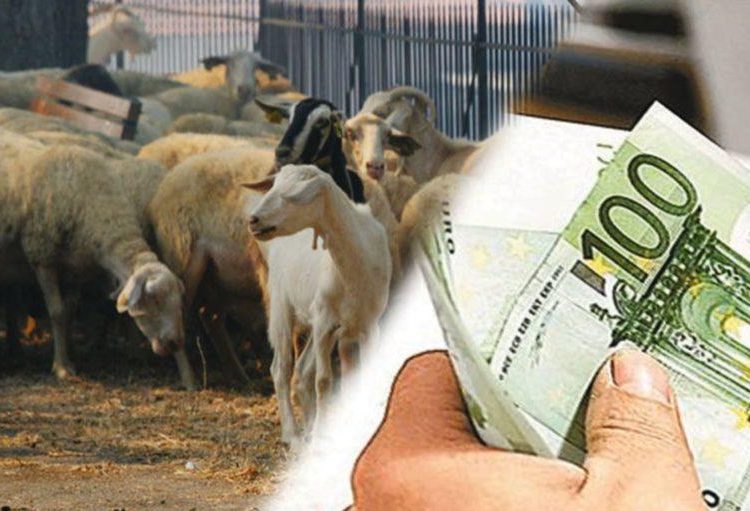 Συνδεδεμένες ενισχύσεις: Στα 140,8 ευρώ/ζώο για βόειο κρέας και 10,53 ευρώ για αιγοπρόβειο