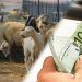 Συνδεδεμένες ενισχύσεις: Στα 140,8 ευρώ/ζώο για βόειο κρέας και 10,53 ευρώ για αιγοπρόβειο