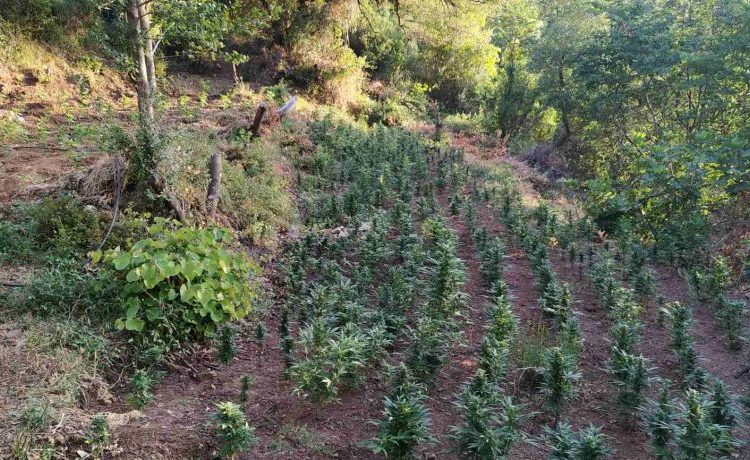 «Δάσος» με 4.325 δεντράκια από χασίς είχαν φτιάξει στην Ανδρίτσαινα (φωτό)