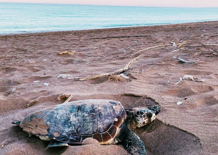 Περισσότερες από 500 φωλιές καρέτα καρέτα στον Κυπαρισσιακό κόλπο