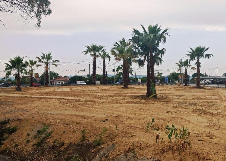 Αμαλιάδα: Φοίνικες αλλάζουν την όψη στην είσοδο της πόλης