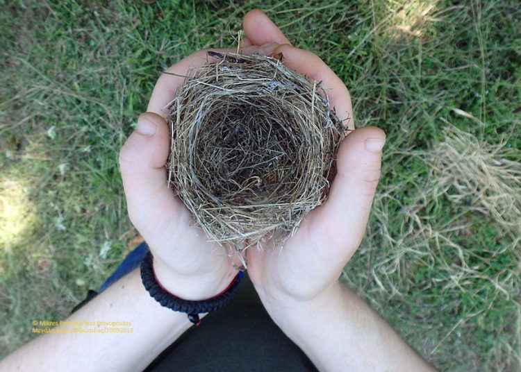 Ποινικό αδίκημα η καταστροφή φωλιών και η θανάτωση χελιδονιών