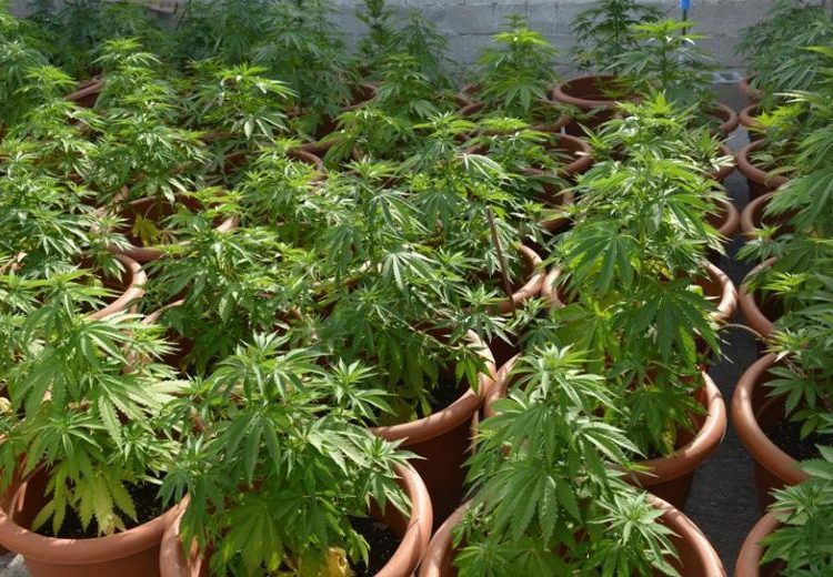 Ηλεία: Έκρυβε 116 δενδρύλλια κάνναβης