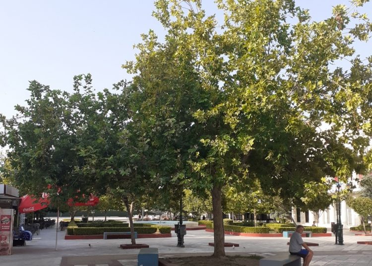 ΠΥΡΓΟΣ: Τα πλατάνια μεγάλωσαν και ομορφαίνουν την πλατεία και τους πεζόδρομους