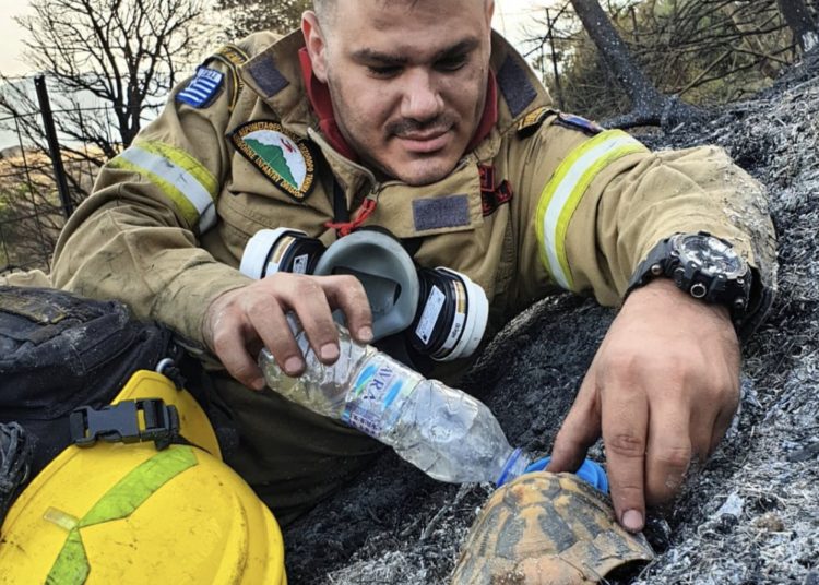 Πυροσβέστης δίνει νερό σε χελώνα στα καμένα της Αχαΐας