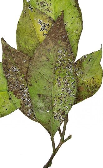 Κίνδυνος εξάπλωσης του μαύρου αλευρώδη των εσπεριδοειδών  Ηλείας