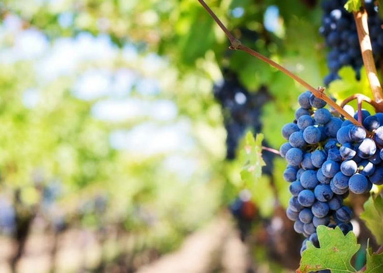 Επιδοτήσεις 2.326.000 ευρώ σε 214 αμπελοκαλλιεργητές Ηλείας-Αχαΐας