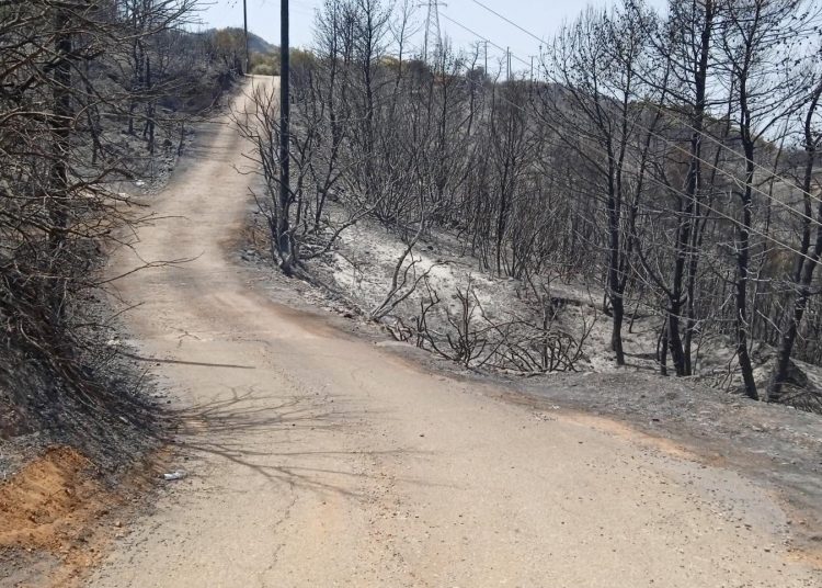 Κατσιφάρας: Ερωτήματα για την καταστροφική πυρκαγιά της Αιγιάλειας