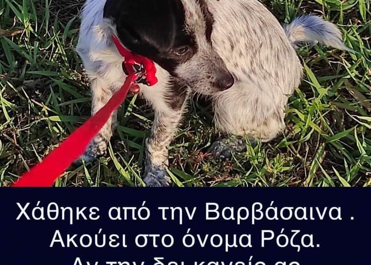 Χάθηκε από την Βαρβάσαινα- Ας βοηθήσουμε να βρεθεί