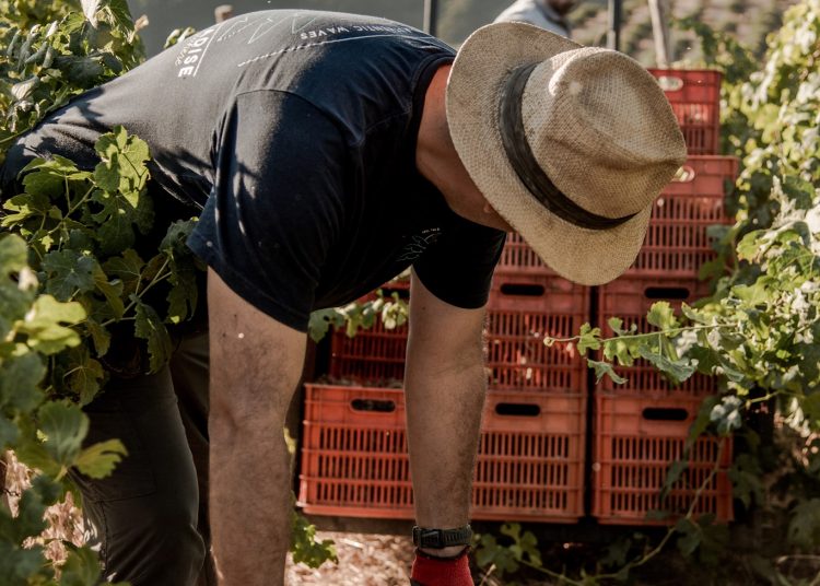 O φετινός τρύγος ήρθε βιαστικός με μικρή παραγωγή
