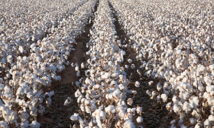 Δελτίο Γεωργικών Προειδοποιήσεων για βαμβακοκαλλιέργεια