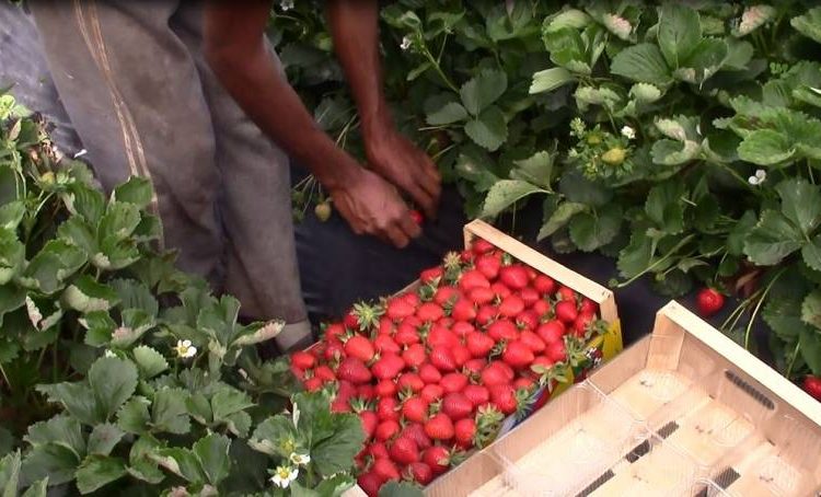 Φράουλα και επιτραπέζια ελιά χρηματοδοτούνται από την ΕΕ με 5 εκατ. ευρώ