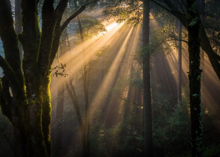 Το τερατόμορφο πλάσμα που ανακαλύφθηκε στον Γραίκα Ηλείας
