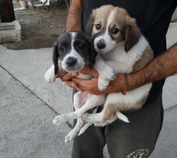 Φιλοζωικός Σύλλογος Κρεστένων: Άμεση ανάγκη για τροφές