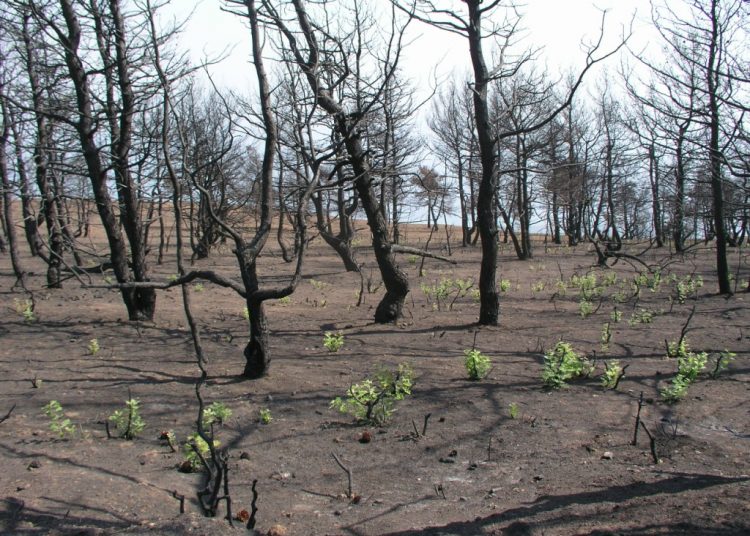Οικολογική Δυτική Ελλάδα: Τοποθέτηση στο Περιφερειακό Συμβούλιο για την πολιτική μετά την πυρκαγιά