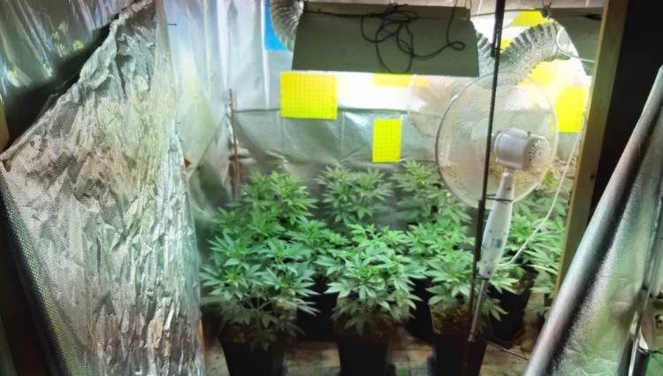 Κατάκολο: Εντοπίστηκε υδροπονική καλλιέργεια κάνναβης σε σπίτι