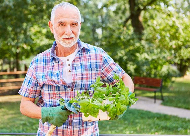 Νόσος Αλτσχάιμερ: Το πασίγνωστο αρωματικό βότανο που μας προστατεύει