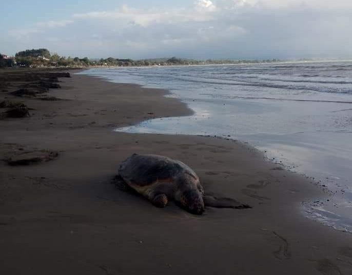 Κατάκολο: Νεκρές χελώνες Καρέτα-Καρέτα στην παραλία