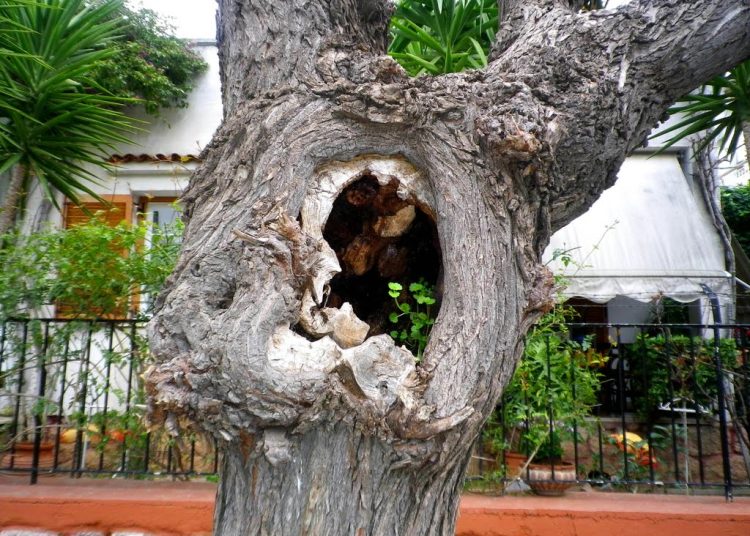 Αμαλιάδα: Έκρυβε ναρκωτικά μέσα σε κορμό δέντρου!