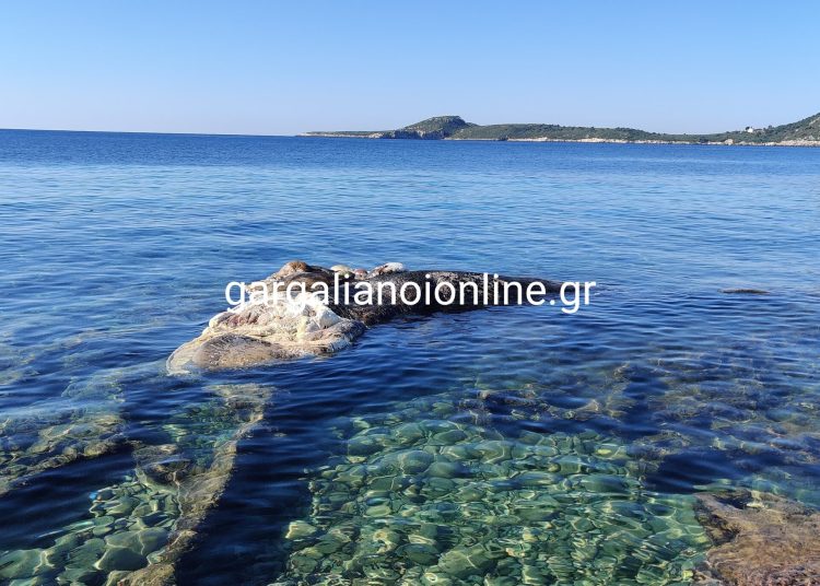 Νεκρή φάλαινα ξεβράστηκε στον Κυπαρισσιακό κόλπο