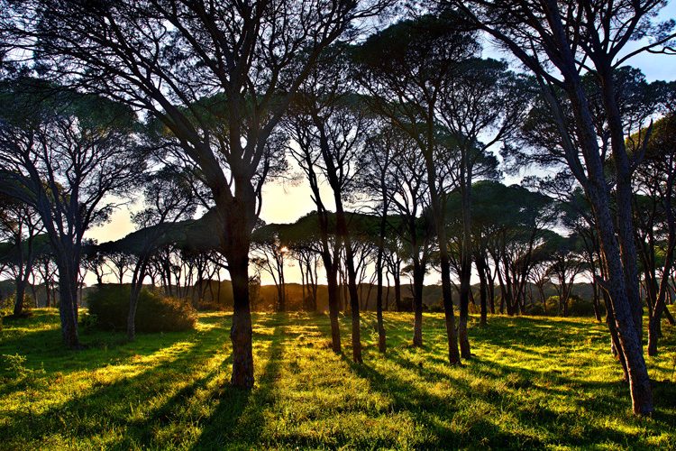 Το μεγαλύτερο παραθαλάσσιο δάσος της Ελλάδας βρίσκεται στην Πελοπόννησο! Δείτε που…