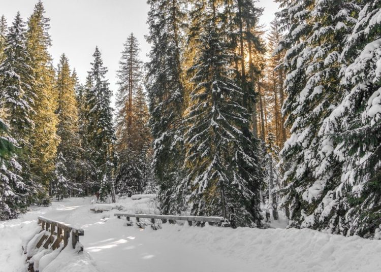 To ξεχωριστό χωριό της Πελοποννήσου «πνιγμένο» στα έλατα που μοιάζει βγαλμένο από παραμύθι!