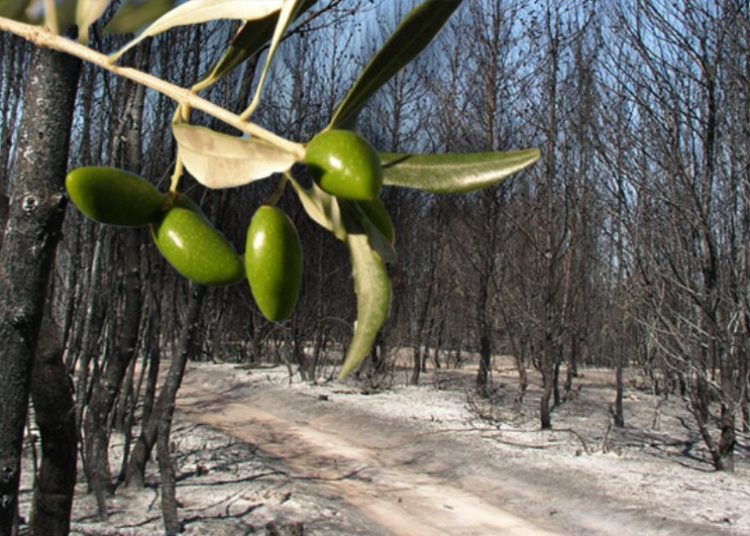 Ο Σύλλογος Γεωπόνων Ηλείας διοργανώνει ημερίδα για την αποκατάσταση των καμένων ελαιόδεντρων την Κυριακή