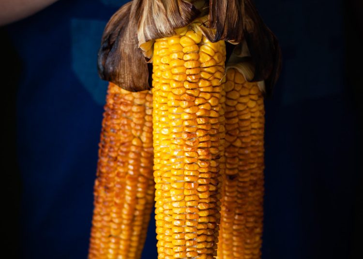 Ηλεία: Καλή ποιότητα και υψηλές τιμές για το καλαμπόκι