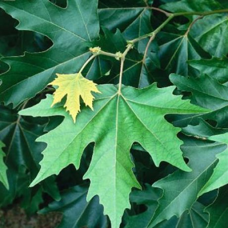 SOS για τον πληθυσμό των πλατάνων στην Ηλεία – Κινδυνος εξαφάνισης τους