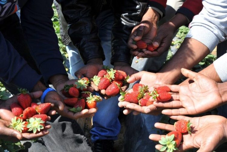 Οργανώνονται οι εργάτες στα φραουλοχώραφα: Θα δουλεύουμε μόνο με τους όρους μας