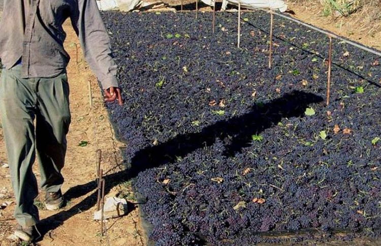 Σταφιδοπαραγωγοί της Ηλείας βγήκαν στο δρόμο – Ποια είναι τα αιτήματά τους