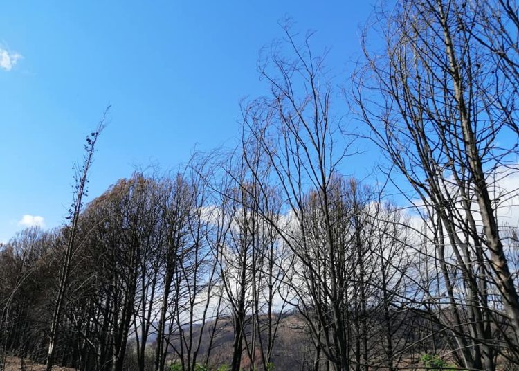 Λάλας: Θλίψη και μαυρίλα στα καμένα του Αυγούστου