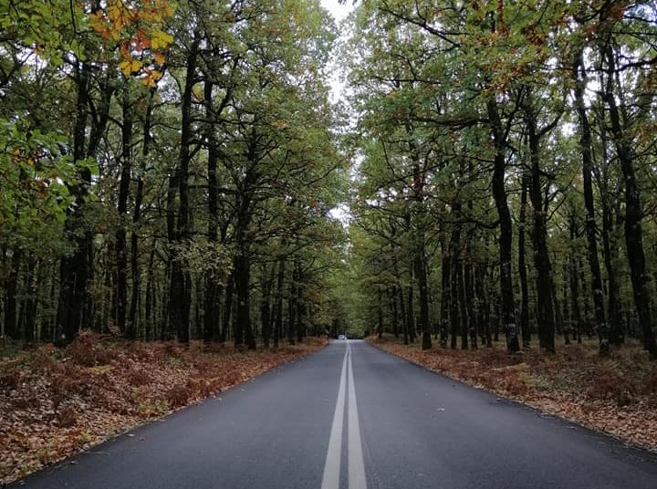 Πρόταση βόλτας: Στο δάσος των κενταύρων, στη Φολόη