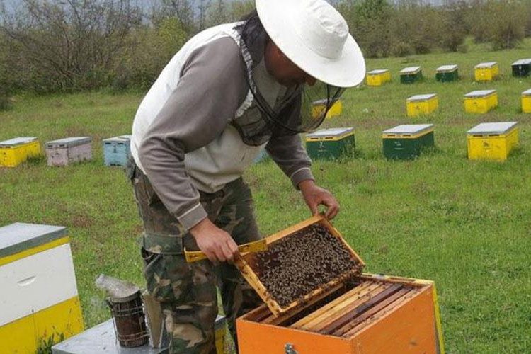 Επιμορφωτικό σεμινάριο αύριο για μελισσοκόμους στην Περιφερειακή Ενότητα Ηλείας