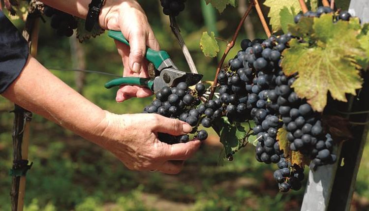 Δήλωση συγκομιδής για οινοστάφυλα ακόμη και με μηδενική παραγωγή-Μπείτε για να κάνετε τη δήλωση