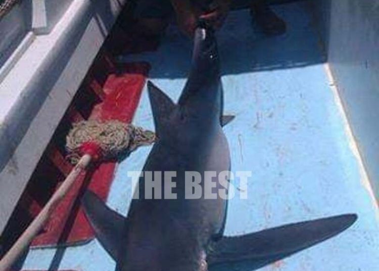 Σκυλόψαρο 500 κιλών και 3 μέτρων έπιασαν ανοικτά της Κυλλήνης