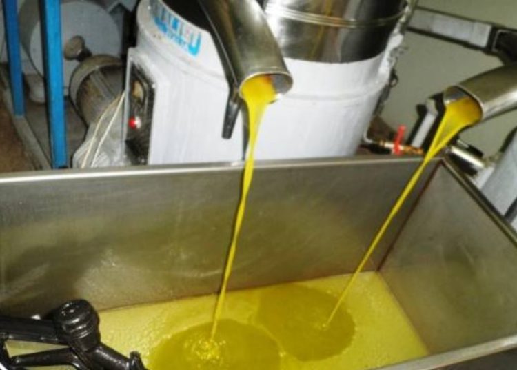 ΗΛΕΙΑ: Καλή ποιότητα, μικρή παραγωγή λαδιού – Προβλέψεις για άνοδο τιμής