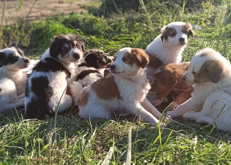 Πολιτιστικός Σύλλογος Αρετής Λεχαινών: Έκκληση για βοήθεια σε κουτάβια
