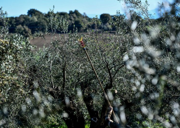 Ποιος είναι ο «μυστικοπαθής γαλαζοαίματος» Σεΐχης, που αγοράζει ελιές σε Αχαΐα και Ηλεία