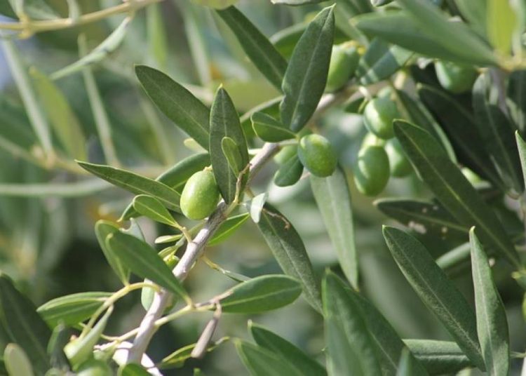 Δεν πουλάνε οι ελαιοπαραγωγοί- Περιμένουν νέα άνοδο λόγω καιρού