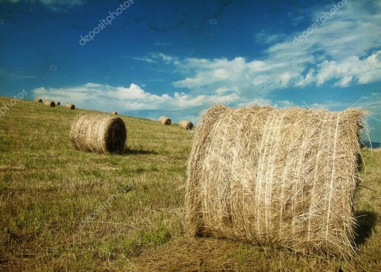 Σανός και σανοβρώμη σε τρελή κούρσα τιμών-Mεγάλο ζόρι για τις κτηνοτροφικές μονάδες