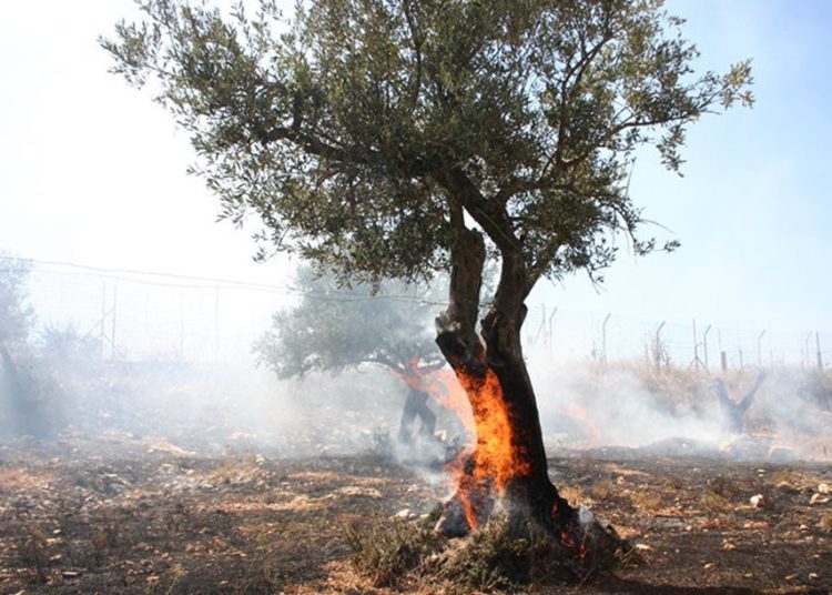 Στα 50 ευρώ η ελιά η άμεση αποζημίωση για τις πυρκαγιές