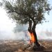 Στα 50 ευρώ η ελιά η άμεση αποζημίωση για τις πυρκαγιές