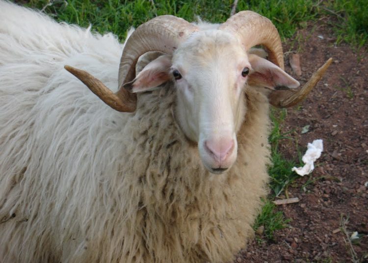 Κριάρι σκότωσε γυναίκα στην Τριφυλία