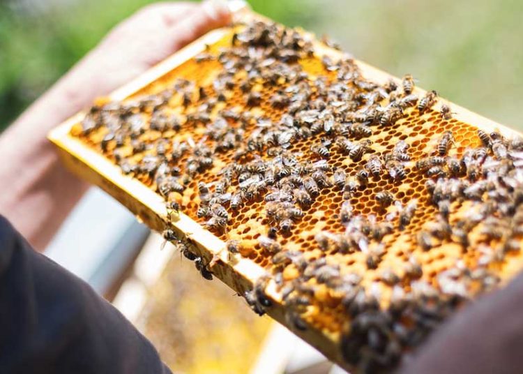 Ηλεία: Μελισσοκομικό Πρόγραμμα 2022- Οδηγίες συμμετοχής για δικαιούχους