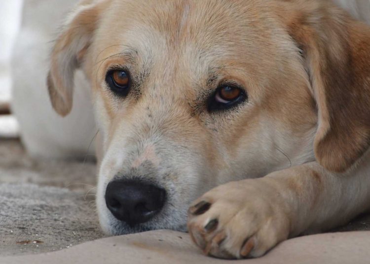 Ηλεία: Σκότωσαν σκυλιά με δηλητηριασμένες τσίχλες – Κτηνωδία με νέα αρρωστημένη συνταγή