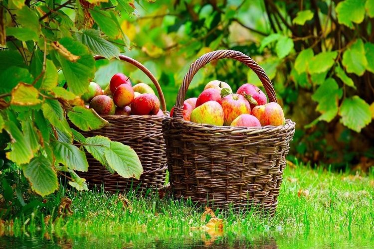 Αγροτικά προϊόντα: Έρχονται ενισχύσεις 31 εκατ. ευρώ – Ποιοι θα τις λάβουν